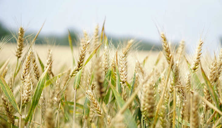 field