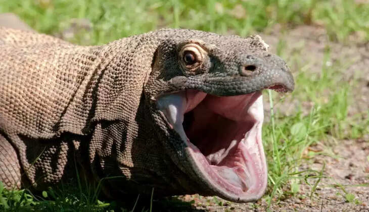 konda dragon