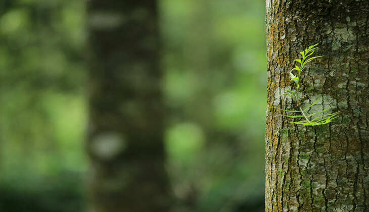 tree