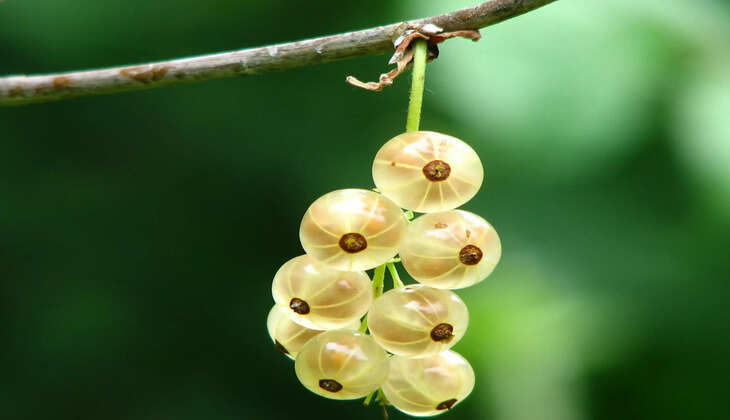Amla